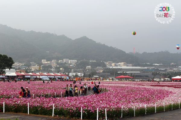 台中新社花海:2013新社花海「花間 漫遊 樂悠遊」✪我又來嘍❤波斯菊超美的啦~102.11.16
