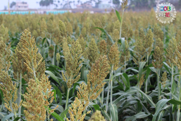 台中新社花海:2013新社花海「花間 漫遊 樂悠遊」✪我又來嘍❤波斯菊超美的啦~102.11.16