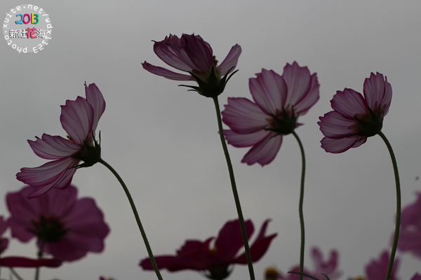 台中新社花海:2013新社花海「花間 漫遊 樂悠遊」✪我又來嘍❤波斯菊超美的啦~102.11.16