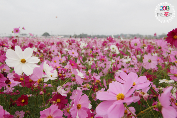 台中新社花海:2013新社花海「花間 漫遊 樂悠遊」✪我又來嘍❤波斯菊超美的啦~102.11.16