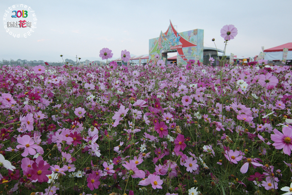 台中新社花海:2013新社花海「花間 漫遊 樂悠遊」✪我又來嘍❤波斯菊超美的啦~102.11.16