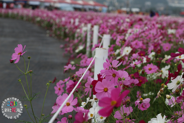 台中新社花海:2013新社花海「花間 漫遊 樂悠遊」✪我又來嘍❤波斯菊超美的啦~102.11.16