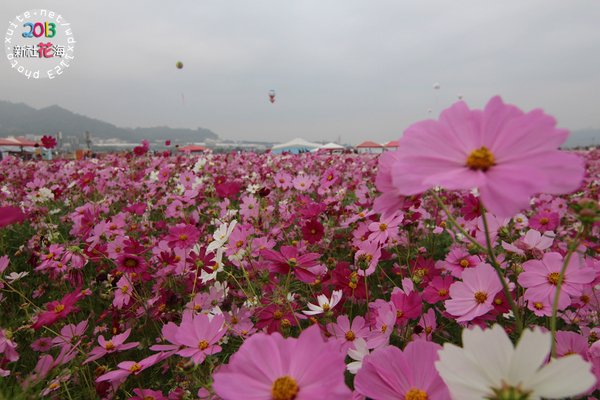 台中新社花海:2013新社花海「花間 漫遊 樂悠遊」✪我又來嘍❤波斯菊超美的啦~102.11.16