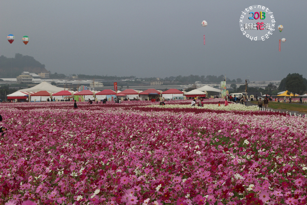 台中新社花海:2013新社花海「花間 漫遊 樂悠遊」✪我又來嘍❤波斯菊超美的啦~102.11.16