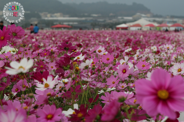 台中新社花海:2013新社花海「花間 漫遊 樂悠遊」✪我又來嘍❤波斯菊超美的啦~102.11.16