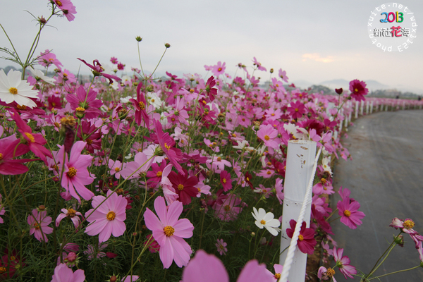 台中新社花海:2013新社花海「花間 漫遊 樂悠遊」✪我又來嘍❤波斯菊超美的啦~102.11.16