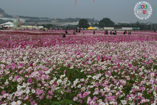台中新社花海:2013新社花海「花間 漫遊 樂悠遊」✪我又來嘍❤波斯菊超美的啦~102.11.16