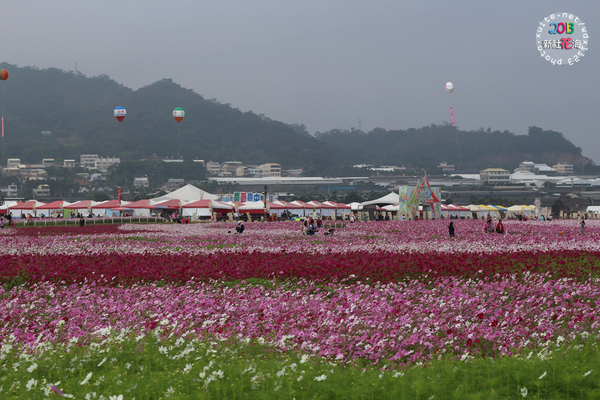 台中新社花海:2013新社花海「花間 漫遊 樂悠遊」✪我又來嘍❤波斯菊超美的啦~102.11.16