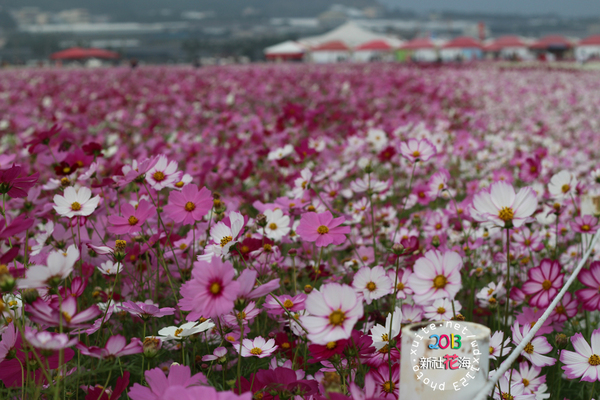 台中新社花海:2013新社花海「花間 漫遊 樂悠遊」✪我又來嘍❤波斯菊超美的啦~102.11.16