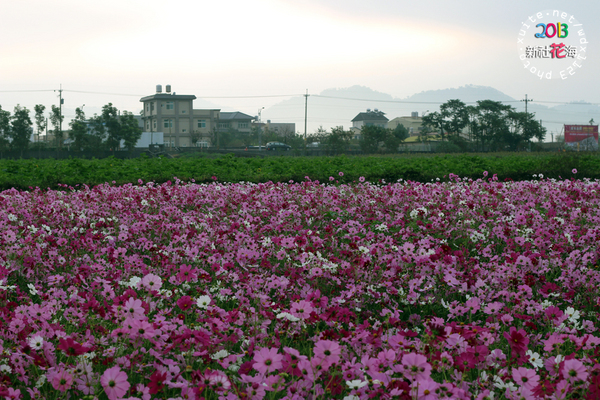 台中新社花海:2013新社花海「花間 漫遊 樂悠遊」✪我又來嘍❤波斯菊超美的啦~102.11.16