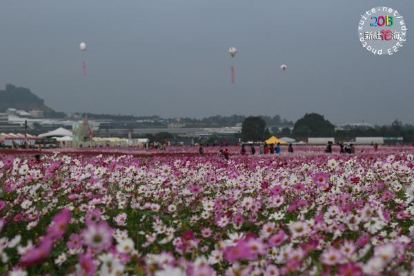 台中新社花海:2013新社花海「花間 漫遊 樂悠遊」✪我又來嘍❤波斯菊超美的啦~102.11.16