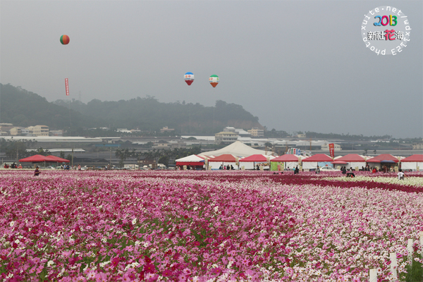 台中新社花海:2013新社花海「花間 漫遊 樂悠遊」✪我又來嘍❤波斯菊超美的啦~102.11.16