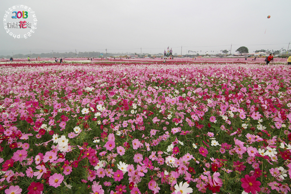台中新社花海:2013新社花海「花間 漫遊 樂悠遊」✪我又來嘍❤波斯菊超美的啦~102.11.16