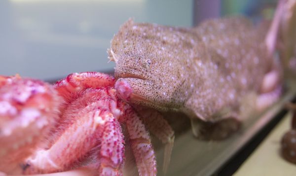 鹿羣日本料理 - 22