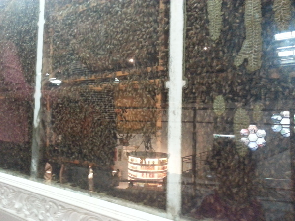 古坑綠色隧道：[雲林][景點]古坑綠色隧道+蜜蜂故事館半日遊~假日踩街好好玩