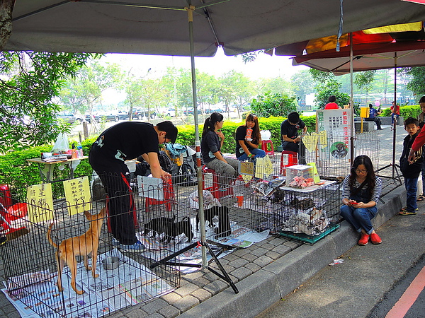 古坑綠色隧道：(遊記) 2013 古坑綠色隧道咖啡節