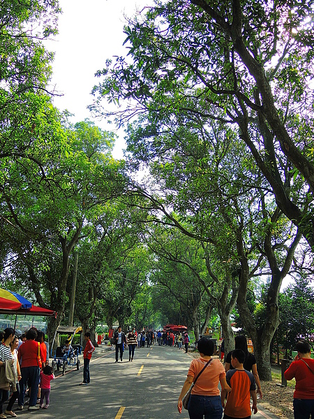 古坑綠色隧道：(遊記) 2013 古坑綠色隧道咖啡節