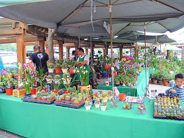 古坑綠色隧道：(遊記) 2013 古坑綠色隧道咖啡節