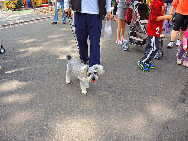 古坑綠色隧道：(遊記) 2013 古坑綠色隧道咖啡節