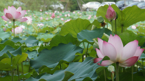 亞洲大學阿勃勒荷花26.jpg