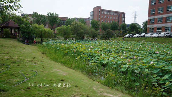 亞洲大學阿勃勒荷花19.jpg