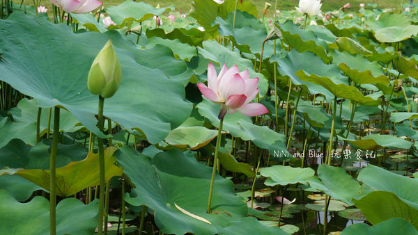 亞洲大學阿勃勒荷花23.jpg