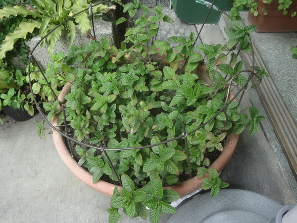 心仙草園：1021028[官本金文愛台灣口碑券第11彈]草綠色系心仙草園的仙草雞湯好吃到會讓神仙都想草上飛料理超級有創意