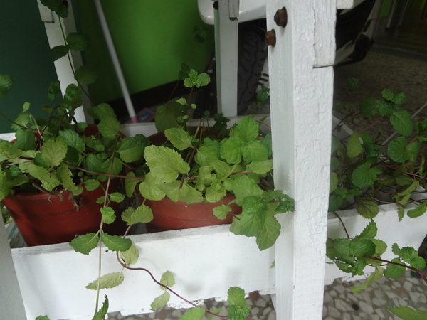 心仙草園：1021028[官本金文愛台灣口碑券第11彈]草綠色系心仙草園的仙草雞湯好吃到會讓神仙都想草上飛料理超級有創意