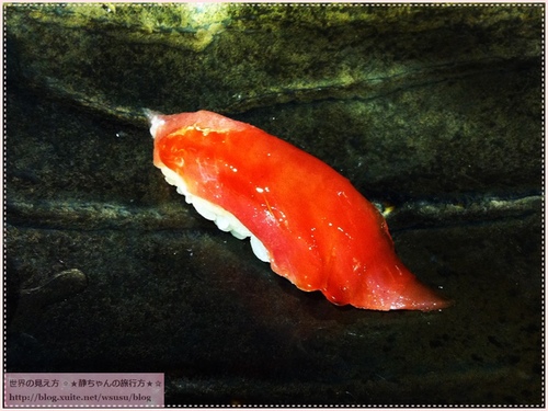 NOMENU旬鮮/鮨：201311151735★美食試吃★彡 新北市板橋‧『NOMENU旬鮮/鮨』無菜單的創意日式料理