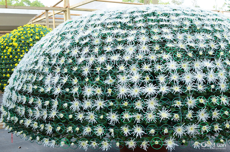 2013士林官邸菊展07.jpg