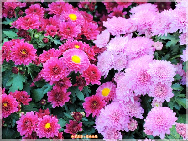 2013士林官邸菊展「菊世無雙」：『台北。展覽』【2013士林官邸菊展：菊世無雙】原來菊花也能這麼美