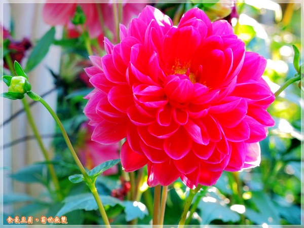 2013士林官邸菊展「菊世無雙」：『台北。展覽』【2013士林官邸菊展：菊世無雙】原來菊花也能這麼美