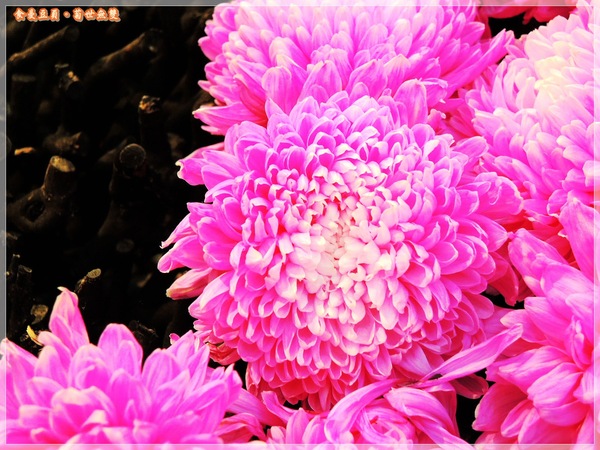 2013士林官邸菊展「菊世無雙」：『台北。展覽』【2013士林官邸菊展：菊世無雙】原來菊花也能這麼美