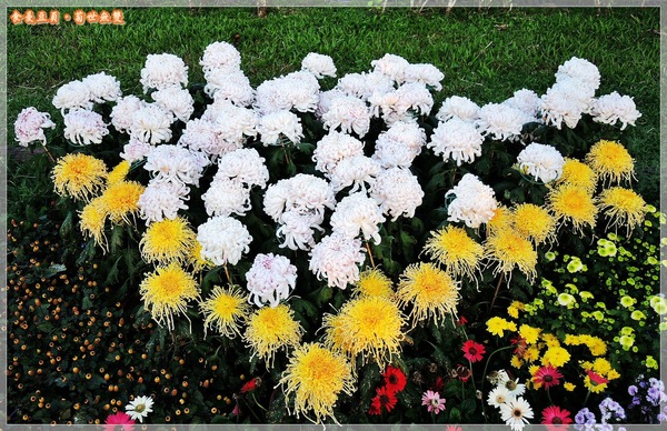 2013士林官邸菊展「菊世無雙」：『台北。展覽』【2013士林官邸菊展：菊世無雙】原來菊花也能這麼美