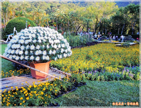 2013士林官邸菊展「菊世無雙」：『台北。展覽』【2013士林官邸菊展：菊世無雙】原來菊花也能這麼美