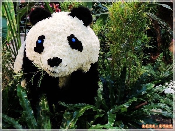 2013士林官邸菊展「菊世無雙」：『台北。展覽』【2013士林官邸菊展：菊世無雙】原來菊花也能這麼美