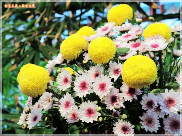 2013士林官邸菊展「菊世無雙」：『台北。展覽』【2013士林官邸菊展：菊世無雙】原來菊花也能這麼美
