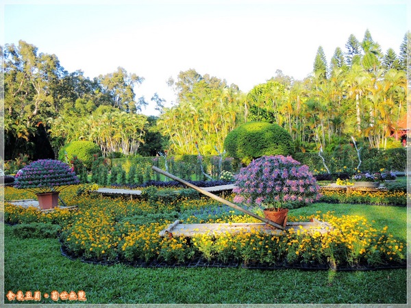 2013士林官邸菊展「菊世無雙」：『台北。展覽』【2013士林官邸菊展：菊世無雙】原來菊花也能這麼美