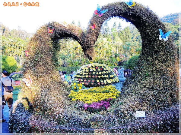 2013士林官邸菊展「菊世無雙」：『台北。展覽』【2013士林官邸菊展：菊世無雙】原來菊花也能這麼美