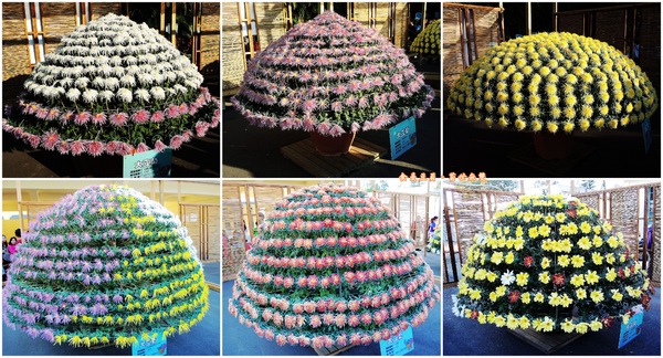 2013士林官邸菊展「菊世無雙」：『台北。展覽』【2013士林官邸菊展：菊世無雙】原來菊花也能這麼美