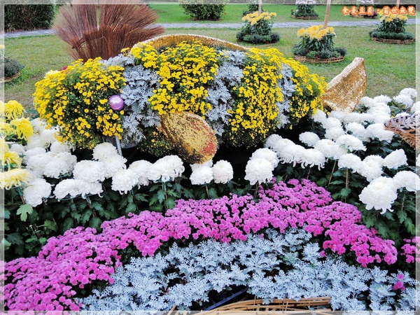 2013士林官邸菊展「菊世無雙」：『台北。展覽』【2013士林官邸菊展：菊世無雙】原來菊花也能這麼美