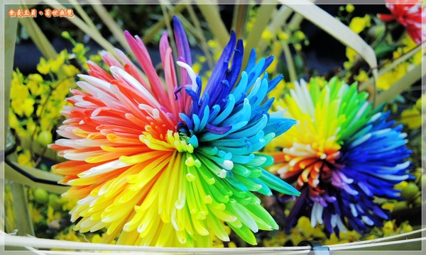 2013士林官邸菊展「菊世無雙」：『台北。展覽』【2013士林官邸菊展：菊世無雙】原來菊花也能這麼美
