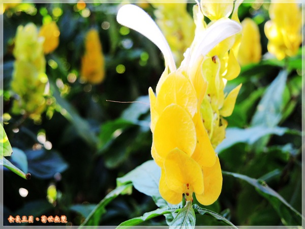 2013士林官邸菊展「菊世無雙」：『台北。展覽』【2013士林官邸菊展：菊世無雙】原來菊花也能這麼美