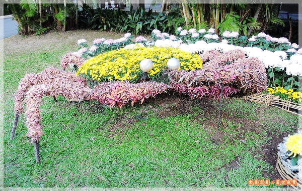 2013士林官邸菊展「菊世無雙」：『台北。展覽』【2013士林官邸菊展：菊世無雙】原來菊花也能這麼美