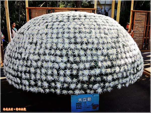 2013士林官邸菊展「菊世無雙」：『台北。展覽』【2013士林官邸菊展：菊世無雙】原來菊花也能這麼美