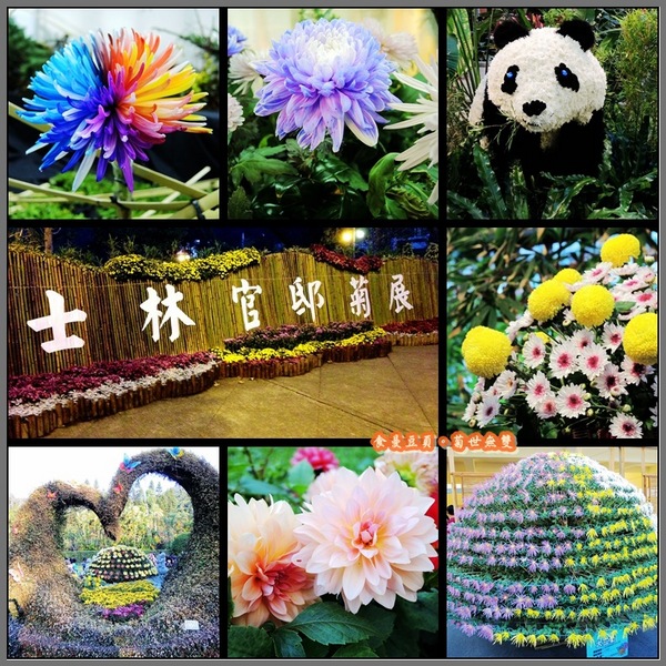2013士林官邸菊展「菊世無雙」：『台北。展覽』【2013士林官邸菊展：菊世無雙】原來菊花也能這麼美