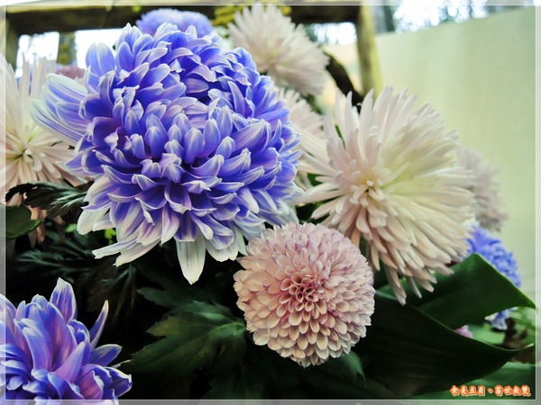 2013士林官邸菊展「菊世無雙」：『台北。展覽』【2013士林官邸菊展：菊世無雙】原來菊花也能這麼美