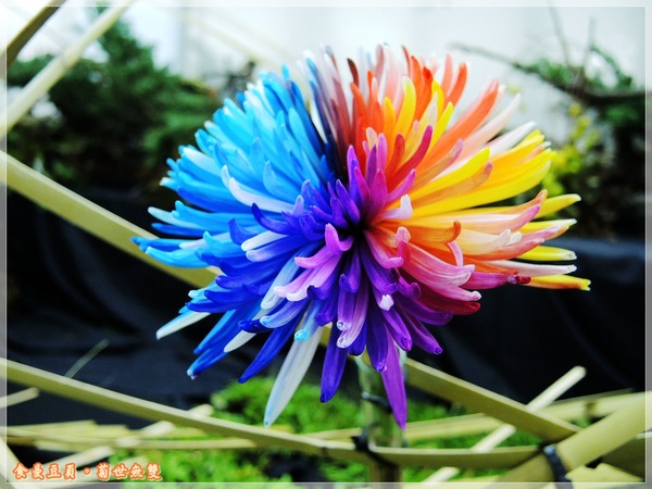 2013士林官邸菊展「菊世無雙」：『台北。展覽』【2013士林官邸菊展：菊世無雙】原來菊花也能這麼美