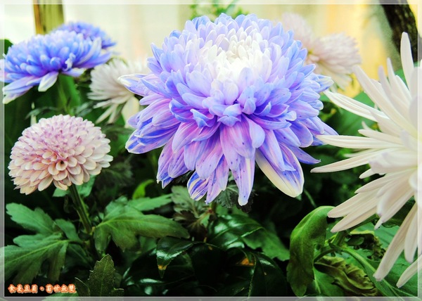 2013士林官邸菊展「菊世無雙」：『台北。展覽』【2013士林官邸菊展：菊世無雙】原來菊花也能這麼美