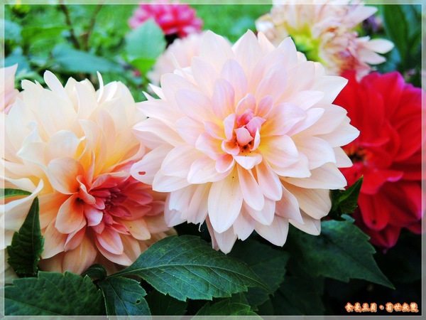 2013士林官邸菊展「菊世無雙」：『台北。展覽』【2013士林官邸菊展：菊世無雙】原來菊花也能這麼美